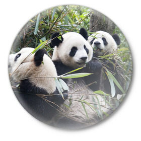 Значок с принтом Семейка панд в Тюмени,  металл | круглая форма, металлическая застежка в виде булавки | Тематика изображения на принте: бамбук | животное | зверь | косолапый | лес | медведи | медведь | миша | мишка | мишутка | млекопитающее | панда | природа | трое