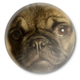 Значок с принтом Мопс в Тюмени,  металл | круглая форма, металлическая застежка в виде булавки | Тематика изображения на принте: бульдог | мопс | мопсик | мопсы | пес | песик | песики | собака | собаки | собачка