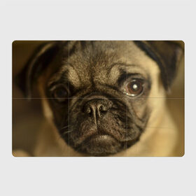 Магнитный плакат 3Х2 с принтом Мопс в Тюмени, Полимерный материал с магнитным слоем | 6 деталей размером 9*9 см | бульдог | мопс | мопсик | мопсы | пес | песик | песики | собака | собаки | собачка