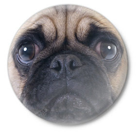 Значок с принтом Мопс в Тюмени,  металл | круглая форма, металлическая застежка в виде булавки | Тематика изображения на принте: бульдог | мопс | мопсик | мопсы | пес | песик | песики | собака | собаки | собачка