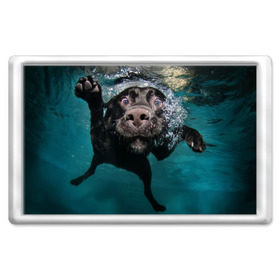 Магнит 45*70 с принтом Пес дайвер в Тюмени, Пластик | Размер: 78*52 мм; Размер печати: 70*45 | вода | гребет | дайвер | животное | купается | лапы | нос | пес | плавец | плывет | под водой | прикольный | пузыри | смешной | собака | щенок