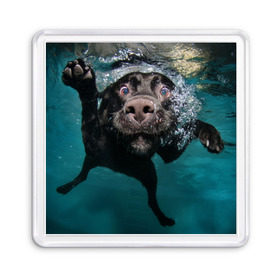 Магнит 55*55 с принтом Пес дайвер в Тюмени, Пластик | Размер: 65*65 мм; Размер печати: 55*55 мм | вода | гребет | дайвер | животное | купается | лапы | нос | пес | плавец | плывет | под водой | прикольный | пузыри | смешной | собака | щенок