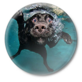 Значок с принтом Пес дайвер в Тюмени,  металл | круглая форма, металлическая застежка в виде булавки | вода | гребет | дайвер | животное | купается | лапы | нос | пес | плавец | плывет | под водой | прикольный | пузыри | смешной | собака | щенок