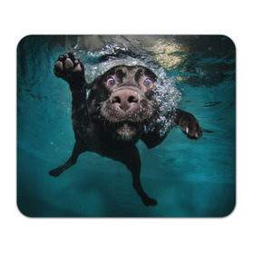 Коврик прямоугольный с принтом Пес дайвер в Тюмени, натуральный каучук | размер 230 х 185 мм; запечатка лицевой стороны | вода | гребет | дайвер | животное | купается | лапы | нос | пес | плавец | плывет | под водой | прикольный | пузыри | смешной | собака | щенок