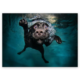 Поздравительная открытка с принтом Пес дайвер в Тюмени, 100% бумага | плотность бумаги 280 г/м2, матовая, на обратной стороне линовка и место для марки
 | вода | гребет | дайвер | животное | купается | лапы | нос | пес | плавец | плывет | под водой | прикольный | пузыри | смешной | собака | щенок