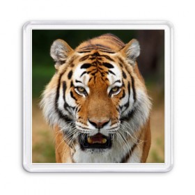 Магнит 55*55 с принтом Тигр в Тюмени, Пластик | Размер: 65*65 мм; Размер печати: 55*55 мм | дикая кошка | клыки | кошка | пасть | сафари | тигр | хищник