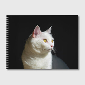 Альбом для рисования с принтом Белая и пушистая в Тюмени, 100% бумага
 | матовая бумага, плотность 200 мг. | белый | взгляд | глаза | киска | кот | котёнок | кошка | пушистый