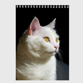 Скетчбук с принтом Белая и пушистая в Тюмени, 100% бумага
 | 48 листов, плотность листов — 100 г/м2, плотность картонной обложки — 250 г/м2. Листы скреплены сверху удобной пружинной спиралью | белый | взгляд | глаза | киска | кот | котёнок | кошка | пушистый