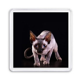 Магнит 55*55 с принтом сфинкс в Тюмени, Пластик | Размер: 65*65 мм; Размер печати: 55*55 мм | Тематика изображения на принте: cat | голубые глаза | кот | котик | котэ | кошка | сфинкс | черный