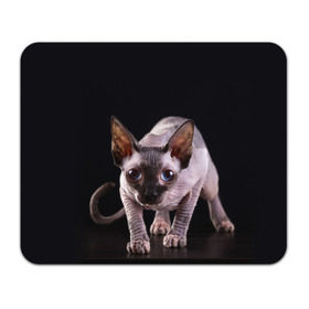 Коврик прямоугольный с принтом сфинкс в Тюмени, натуральный каучук | размер 230 х 185 мм; запечатка лицевой стороны | Тематика изображения на принте: cat | голубые глаза | кот | котик | котэ | кошка | сфинкс | черный