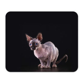 Коврик прямоугольный с принтом сфинкс в Тюмени, натуральный каучук | размер 230 х 185 мм; запечатка лицевой стороны | взгляд | голубые глаза | киска | кот | котенок | котик | котэ | серый | сфинкс | черный