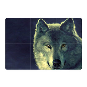 Магнитный плакат 3Х2 с принтом Серый волк в Тюмени, Полимерный материал с магнитным слоем | 6 деталей размером 9*9 см | Тематика изображения на принте: аука | бирюк | волк | волчара | волчица | волчок | глаза | животное | животные | зверь | зеленые | койот | млекопитающее | нос | санитар леса | серый | уши | фауна | фон | хищник | черный | шакал | шерсть