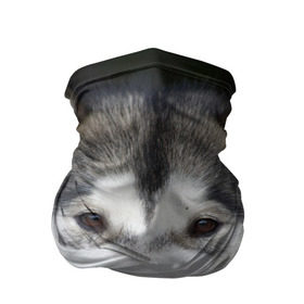 Бандана-труба 3D с принтом Хаски в Тюмени, 100% полиэстер, ткань с особыми свойствами — Activecool | плотность 150‒180 г/м2; хорошо тянется, но сохраняет форму | волк | маламут | собака | хаски | щенок