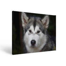 Холст прямоугольный с принтом Хаски в Тюмени, 100% ПВХ |  | Тематика изображения на принте: волк | маламут | собака | хаски | щенок