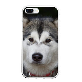 Чехол для iPhone 7Plus/8 Plus матовый с принтом Хаски в Тюмени, Силикон | Область печати: задняя сторона чехла, без боковых панелей | волк | маламут | собака | хаски | щенок