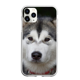 Чехол для iPhone 11 Pro матовый с принтом Хаски в Тюмени, Силикон |  | волк | маламут | собака | хаски | щенок