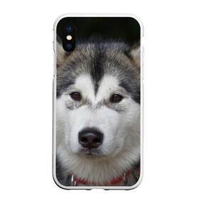 Чехол для iPhone XS Max матовый с принтом Хаски в Тюмени, Силикон | Область печати: задняя сторона чехла, без боковых панелей | волк | маламут | собака | хаски | щенок