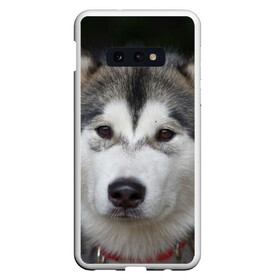 Чехол для Samsung S10E с принтом Хаски в Тюмени, Силикон | Область печати: задняя сторона чехла, без боковых панелей | волк | маламут | собака | хаски | щенок