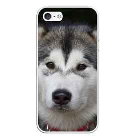 Чехол для iPhone 5/5S матовый с принтом Хаски в Тюмени, Силикон | Область печати: задняя сторона чехла, без боковых панелей | волк | маламут | собака | хаски | щенок