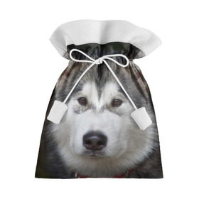 Подарочный 3D мешок с принтом Хаски в Тюмени, 100% полиэстер | Размер: 29*39 см | Тематика изображения на принте: волк | маламут | собака | хаски | щенок