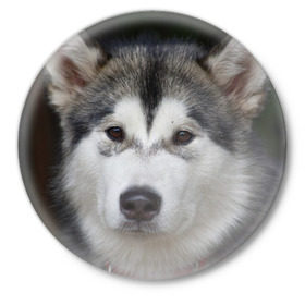 Значок с принтом Хаски в Тюмени,  металл | круглая форма, металлическая застежка в виде булавки | волк | маламут | собака | хаски | щенок