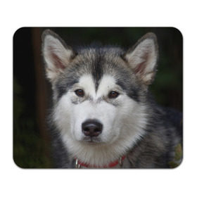 Коврик прямоугольный с принтом Хаски в Тюмени, натуральный каучук | размер 230 х 185 мм; запечатка лицевой стороны | Тематика изображения на принте: волк | маламут | собака | хаски | щенок