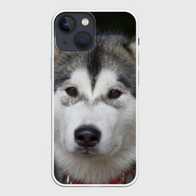 Чехол для iPhone 13 mini с принтом Хаски в Тюмени,  |  | волк | маламут | собака | хаски | щенок