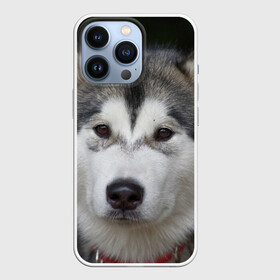 Чехол для iPhone 13 Pro с принтом Хаски в Тюмени,  |  | волк | маламут | собака | хаски | щенок