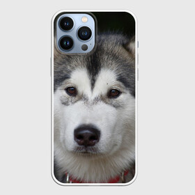 Чехол для iPhone 13 Pro Max с принтом Хаски в Тюмени,  |  | волк | маламут | собака | хаски | щенок