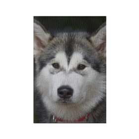 Обложка для паспорта матовая кожа с принтом Хаски в Тюмени, натуральная матовая кожа | размер 19,3 х 13,7 см; прозрачные пластиковые крепления | волк | маламут | собака | хаски | щенок