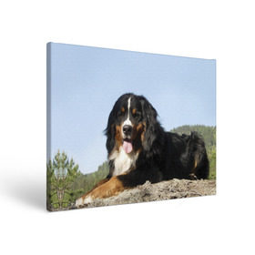 Холст прямоугольный с принтом Бернский зенненхунд в Тюмени, 100% ПВХ |  | голубое небо | друг человека | животное | красивая | милая | овчарка | пес | породистая собака | породы | прикольная | природа | рыжий | черный | щенок