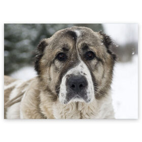 Поздравительная открытка с принтом САО (алабай) в Тюмени, 100% бумага | плотность бумаги 280 г/м2, матовая, на обратной стороне линовка и место для марки
 | большая огромная | грозная | добрая | друг человека | животное | красивая | милая | пес | породистая собака | породы | прикольная | сао алабай | щенок