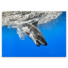 Поздравительная открытка с принтом Акула в Тюмени, 100% бумага | плотность бумаги 280 г/м2, матовая, на обратной стороне линовка и место для марки
 | shark | море | синий | челюсти