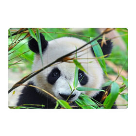 Магнитный плакат 3Х2 с принтом Панда в лесу в Тюмени, Полимерный материал с магнитным слоем | 6 деталей размером 9*9 см | бамбук | животное | медведь