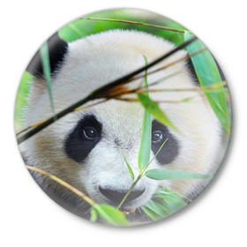 Значок с принтом Панда в лесу в Тюмени,  металл | круглая форма, металлическая застежка в виде булавки | Тематика изображения на принте: бамбук | животное | медведь