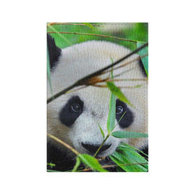 Обложка для паспорта матовая кожа с принтом Панда в лесу в Тюмени, натуральная матовая кожа | размер 19,3 х 13,7 см; прозрачные пластиковые крепления | Тематика изображения на принте: бамбук | животное | медведь