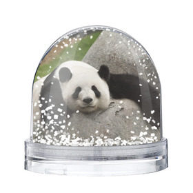 Снежный шар с принтом Панда на камушке в Тюмени, Пластик | Изображение внутри шара печатается на глянцевой фотобумаге с двух сторон | бамбук | животное | медведь