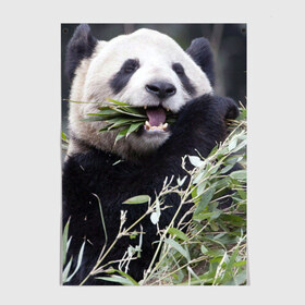 Постер с принтом Панда кушает в Тюмени, 100% бумага
 | бумага, плотность 150 мг. Матовая, но за счет высокого коэффициента гладкости имеет небольшой блеск и дает на свету блики, но в отличии от глянцевой бумаги не покрыта лаком | бамбук | животное | медведь