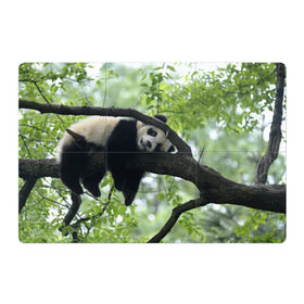 Магнитный плакат 3Х2 с принтом Панда спит на ветке в Тюмени, Полимерный материал с магнитным слоем | 6 деталей размером 9*9 см | Тематика изображения на принте: бамбук | животное | медведь