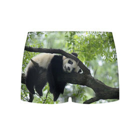 Мужские трусы 3D с принтом Панда спит на ветке в Тюмени, 50% хлопок, 50% полиэстер | классическая посадка, на поясе мягкая тканевая резинка | бамбук | животное | медведь