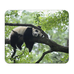 Коврик прямоугольный с принтом Панда спит на ветке в Тюмени, натуральный каучук | размер 230 х 185 мм; запечатка лицевой стороны | бамбук | животное | медведь
