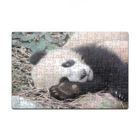 Пазл магнитный 126 элементов с принтом Лапка панда в Тюмени, полимерный материал с магнитным слоем | 126 деталей, размер изделия —  180*270 мм | бамбук | животное | медведь
