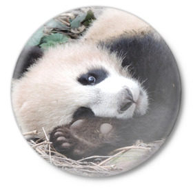 Значок с принтом Лапка панда в Тюмени,  металл | круглая форма, металлическая застежка в виде булавки | бамбук | животное | медведь