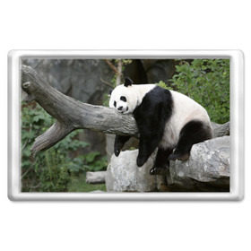 Магнит 45*70 с принтом Большая уставшая панда в Тюмени, Пластик | Размер: 78*52 мм; Размер печати: 70*45 | бамбук | животное | медведь