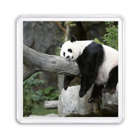 Магнит 55*55 с принтом Большая уставшая панда в Тюмени, Пластик | Размер: 65*65 мм; Размер печати: 55*55 мм | бамбук | животное | медведь