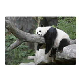 Магнитный плакат 3Х2 с принтом Большая уставшая панда в Тюмени, Полимерный материал с магнитным слоем | 6 деталей размером 9*9 см | бамбук | животное | медведь