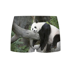 Мужские трусы 3D с принтом Большая уставшая панда в Тюмени, 50% хлопок, 50% полиэстер | классическая посадка, на поясе мягкая тканевая резинка | бамбук | животное | медведь