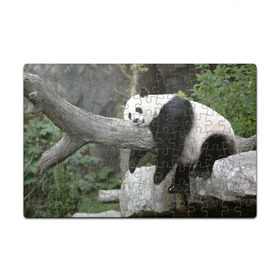 Пазл магнитный 126 элементов с принтом Большая уставшая панда в Тюмени, полимерный материал с магнитным слоем | 126 деталей, размер изделия —  180*270 мм | бамбук | животное | медведь