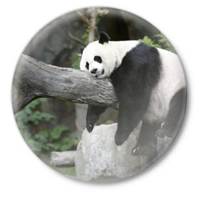 Значок с принтом Большая уставшая панда в Тюмени,  металл | круглая форма, металлическая застежка в виде булавки | бамбук | животное | медведь