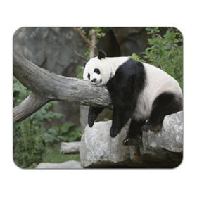 Коврик прямоугольный с принтом Большая уставшая панда в Тюмени, натуральный каучук | размер 230 х 185 мм; запечатка лицевой стороны | бамбук | животное | медведь